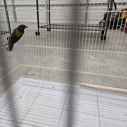 Bird Cage 