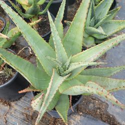 Aloe aculeata