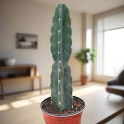 Cuddly Cactus