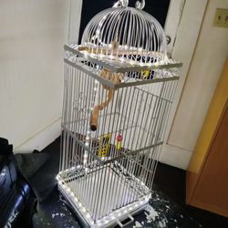 Bird Cage