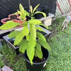 Avocado Tree