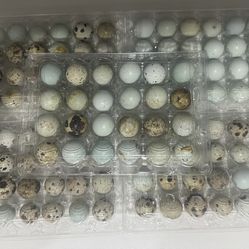 Quail Eggs 