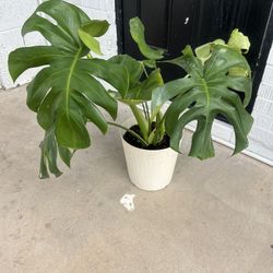 Plants For Sale 
