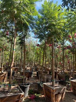 Jacaranda tree 24” box
