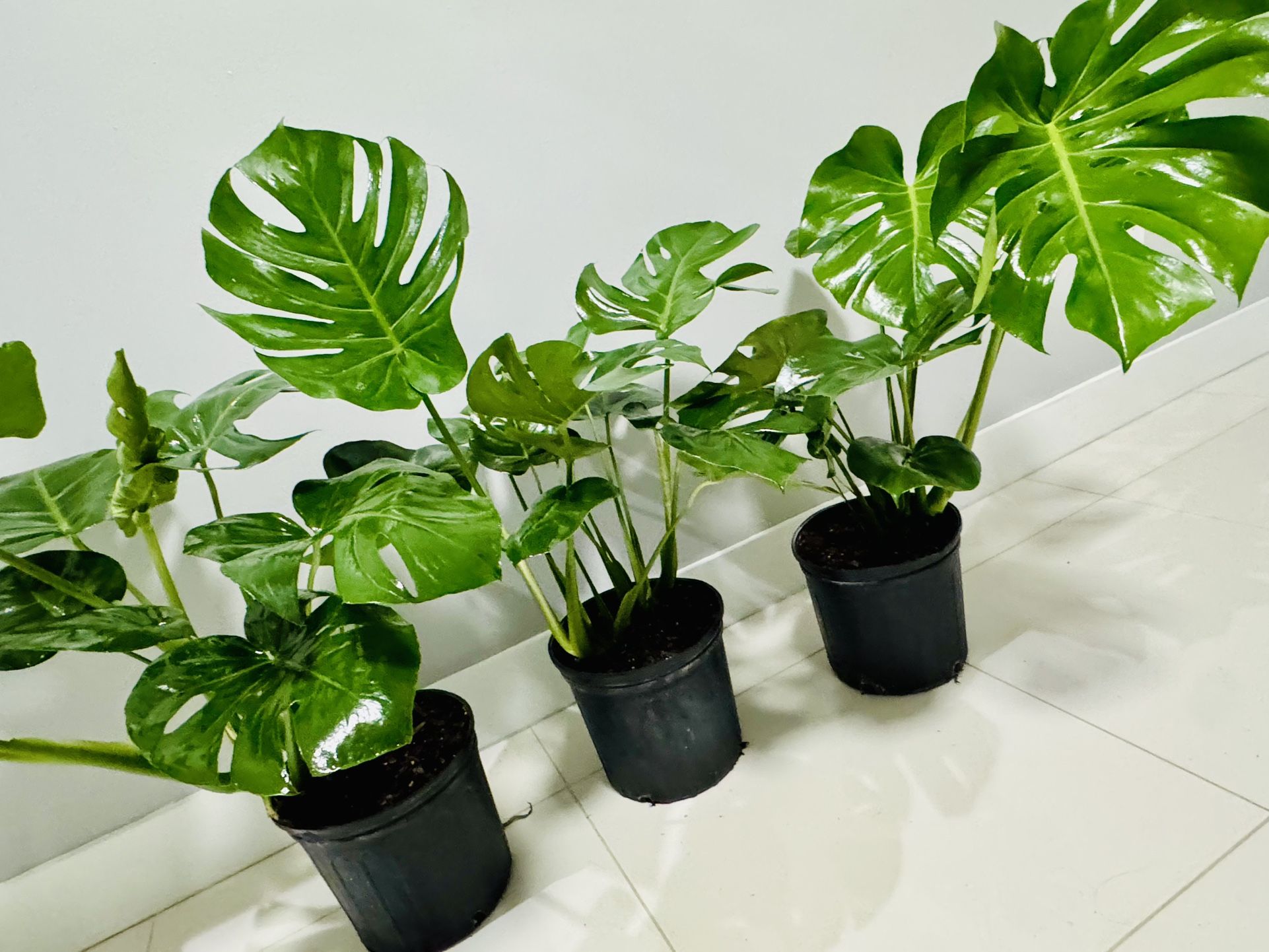3 Ft Monstera Deliciosa