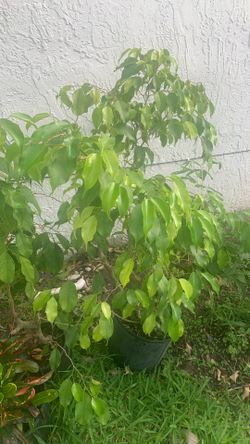 Skylia Green Ficus  Ficus · 