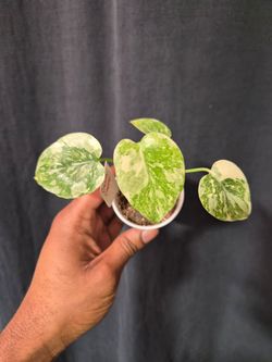 Monstera Cream Cheese