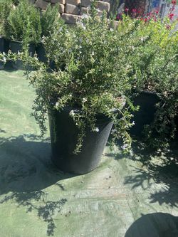 Rosemary Prostratus