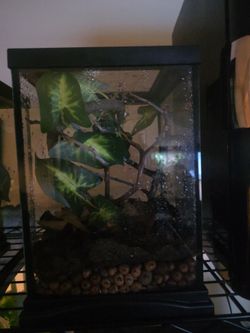 Bio Active Crested Gecko Reptile Tank