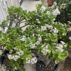 Large Jade Plants 