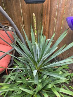 Garden Plant Yucca White Bell, 7 Years, From Ground