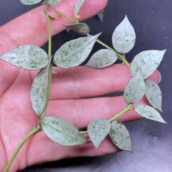 Hoya Lacunosa Moonlight/Lime