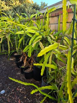Dragon Fruit plants (random)