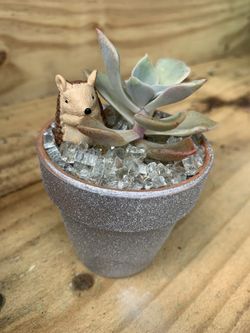 Succulents arrangements