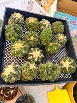 Ariocarpus cactus each $90
