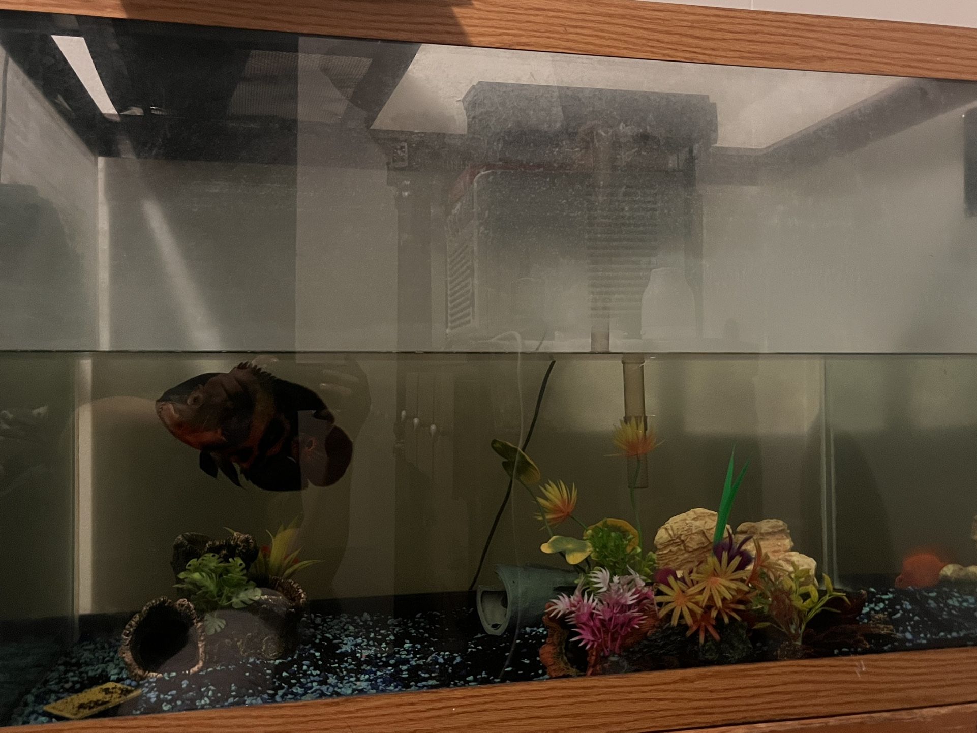 80 Gallon fish tank