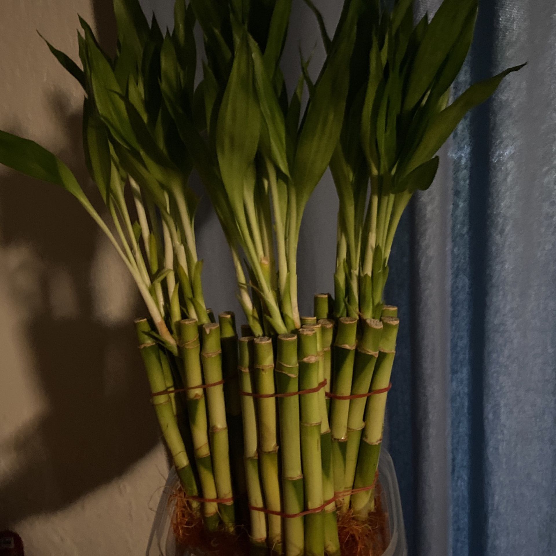 Bamboo Live Plant  Indoor 6" Lucky Bamboo Plant - Bundle of 10 Stalks - Indoor House Plant  $12 Each