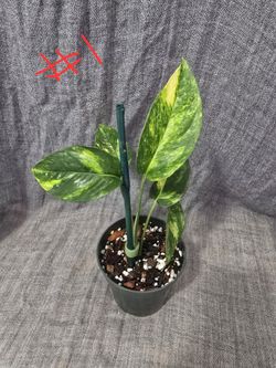 Epipremnum Pinnatum 'Sunburst' (Sunburst Pothos)