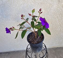 💜 👑Tibouchina Princess Flower🪻💜