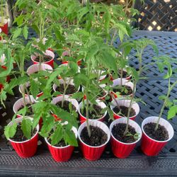 Tomato Plants
