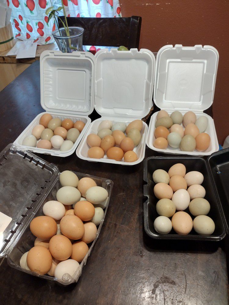 Back Yard  Chicken Eggs