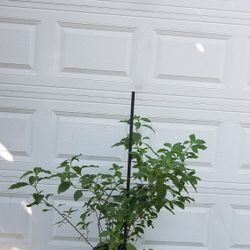 Planta DE Nicle.  Plant 