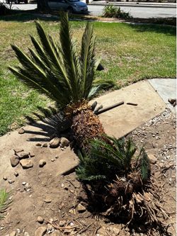 Baby Sago palm, landscaping, landscape, palms, palm tree