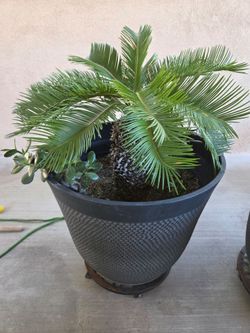 Sago palm