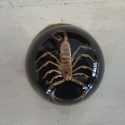 Vintage Scorpion Paperweight