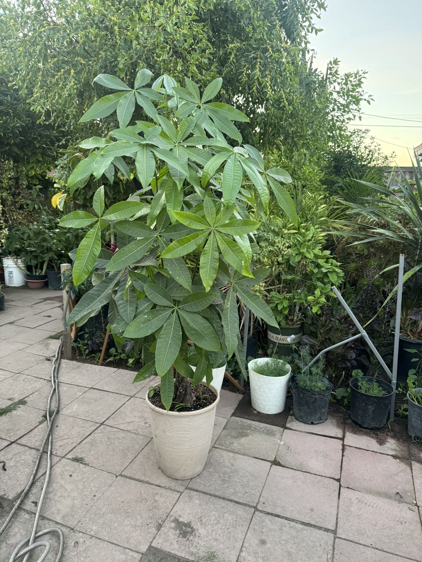 Huge Money Tree Almost 6ft