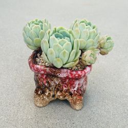 Succulents plants 🪴 （Echeveria ice shellfish）