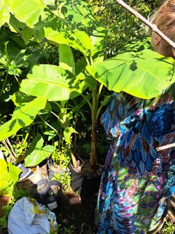 2 Bananas plant type Nam-wa 6 foot