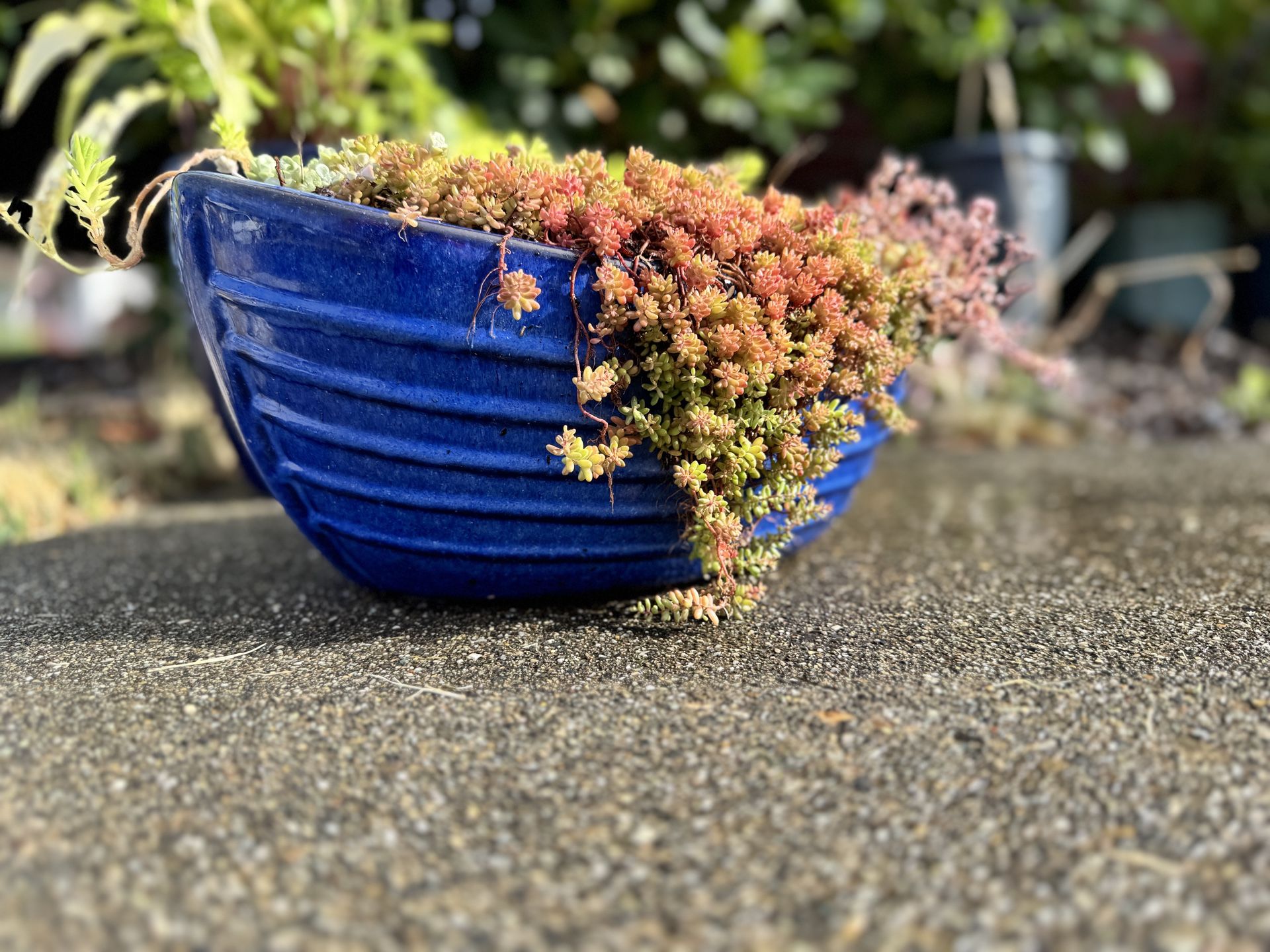 Glazed Ceramic “canoe” Pot With Sedum/succulents