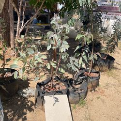 Eucalyptus trees for sale