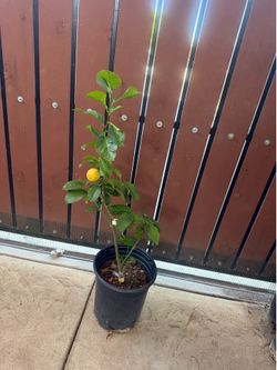 Eureka lemon