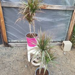 Dracaena Colorama Plant 8" Pot $10 Each