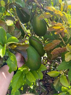 Avocado