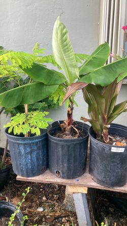 Plantas