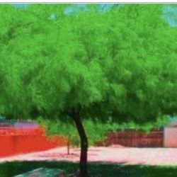 Thornless Chilean Mesquite Trees in 5G 6F The Tall From Ground Up $50 Each Firm Price