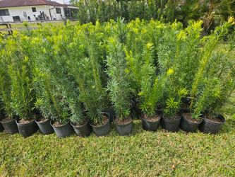 podocarpus Instant Privacy Hedge For Fence Green Full Ready