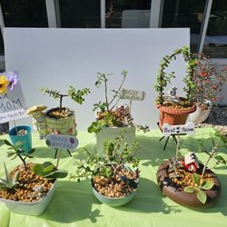 Plant, Succulents,  Cactus, and More