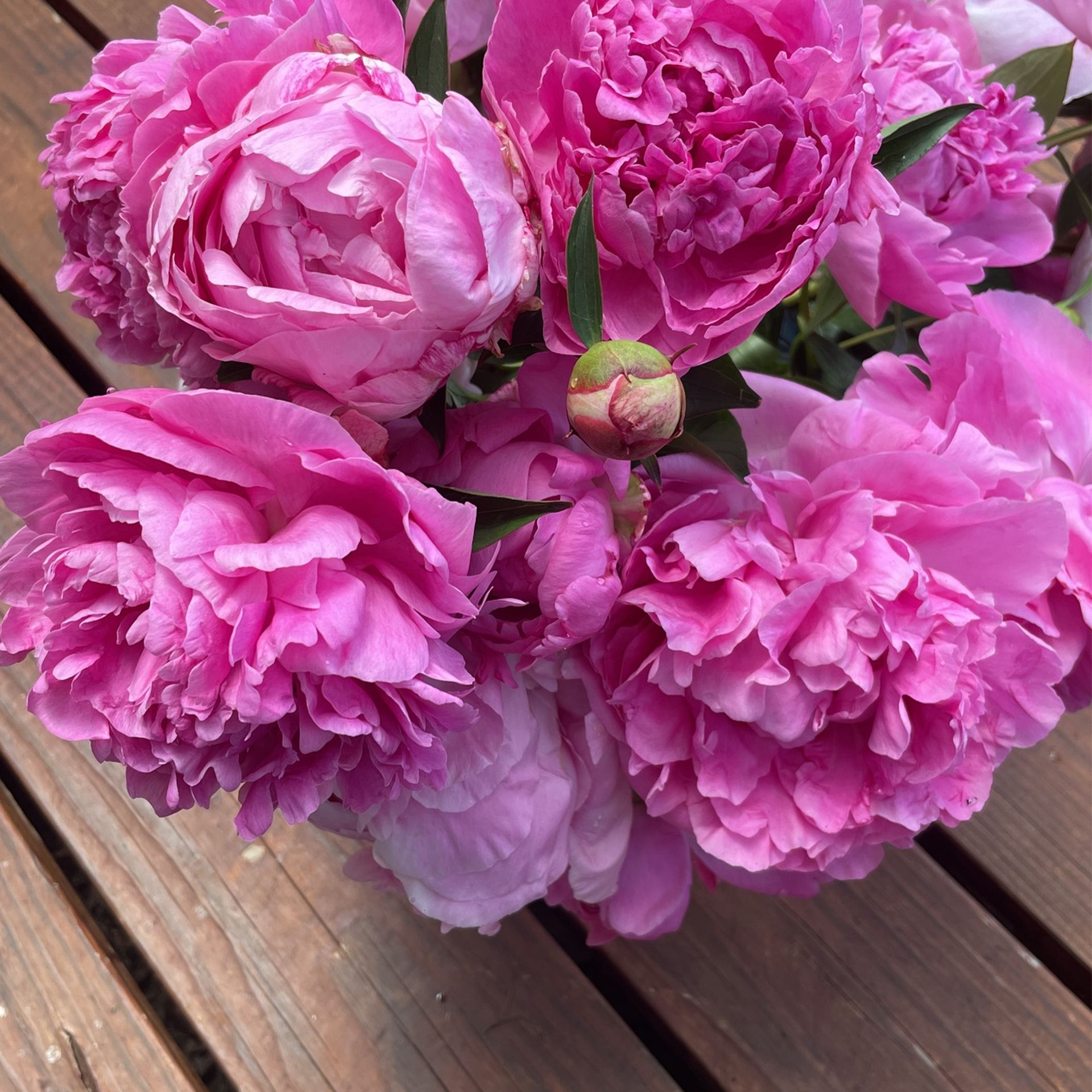 Peonies Cut Flowers For Sale