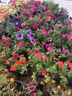 Color Plants (plantas De Color)