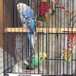 Birds Cage 