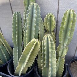 20  Inch Cutting Cereus jamacaru 