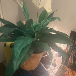 very heavy satirical place