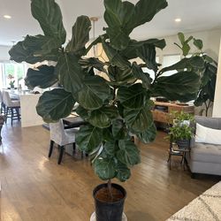 Fiddle Leaf Fig Tree 8 Foot Tall- Live for Sale in Chicago, IL - OfferUp