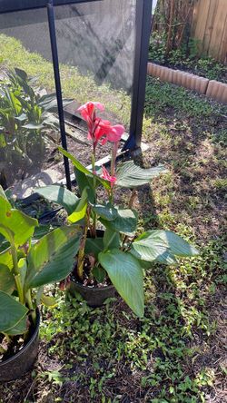Canna Lily