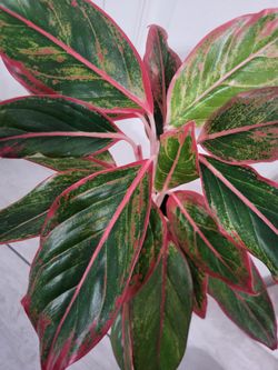 Beautiful Aglaonema Red Valentine Variegated Leaves HousePlant 17" Tall in Pot 6" ~ easy to grow