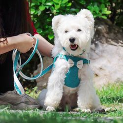 Brand New Didog Small Dog Harness Collar and Leash Set, Adjustable Lightweight Vest Harness with Cotton Soft Mesh for Small Dogs, Cats (Blue, XXS)